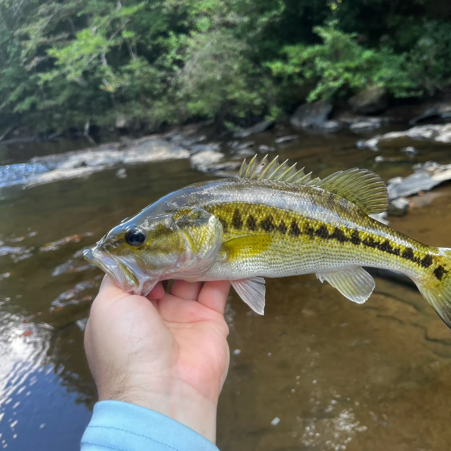 Spotted bass caught on Fishbrain