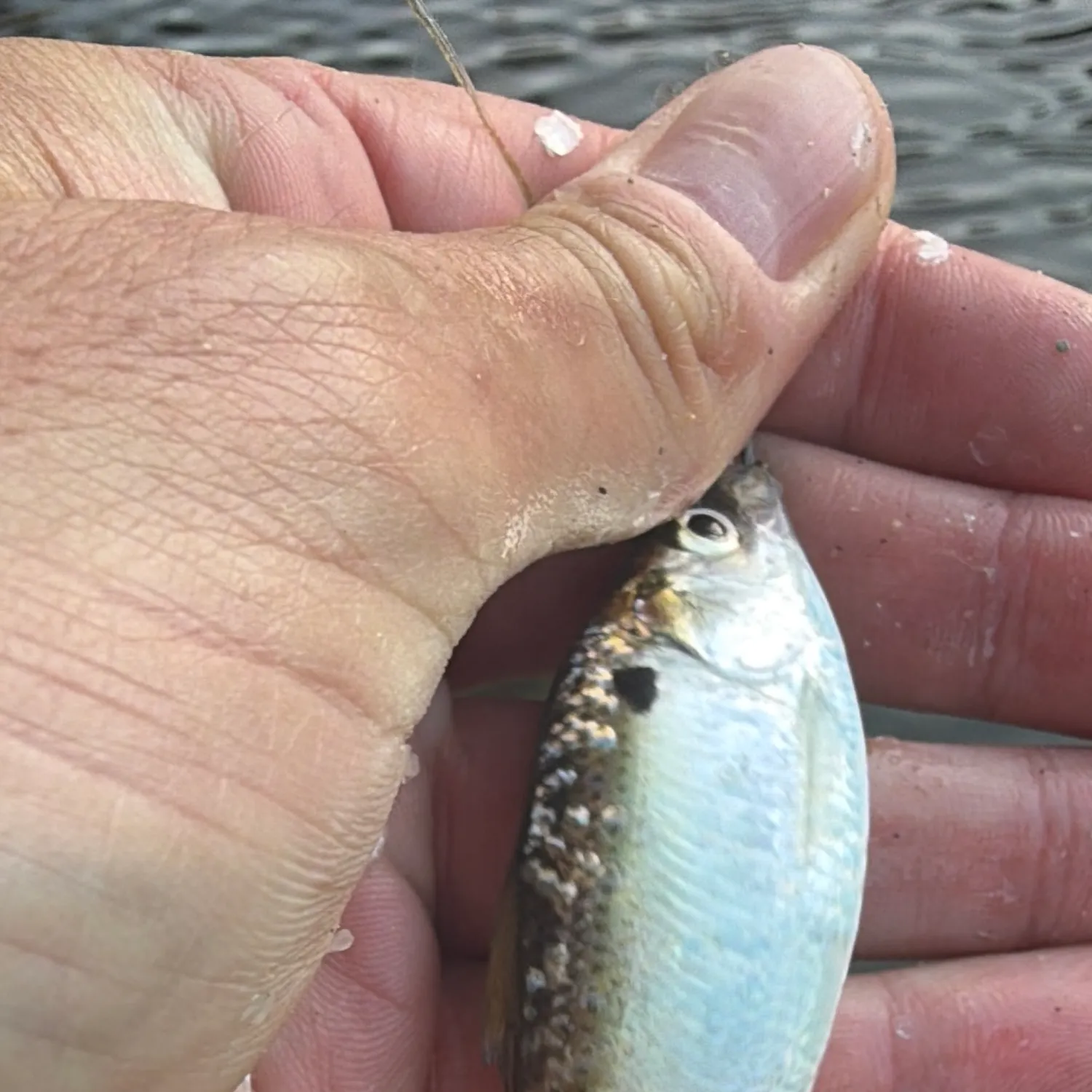The most recent Dotted gizzard shad catches on Fishbrain