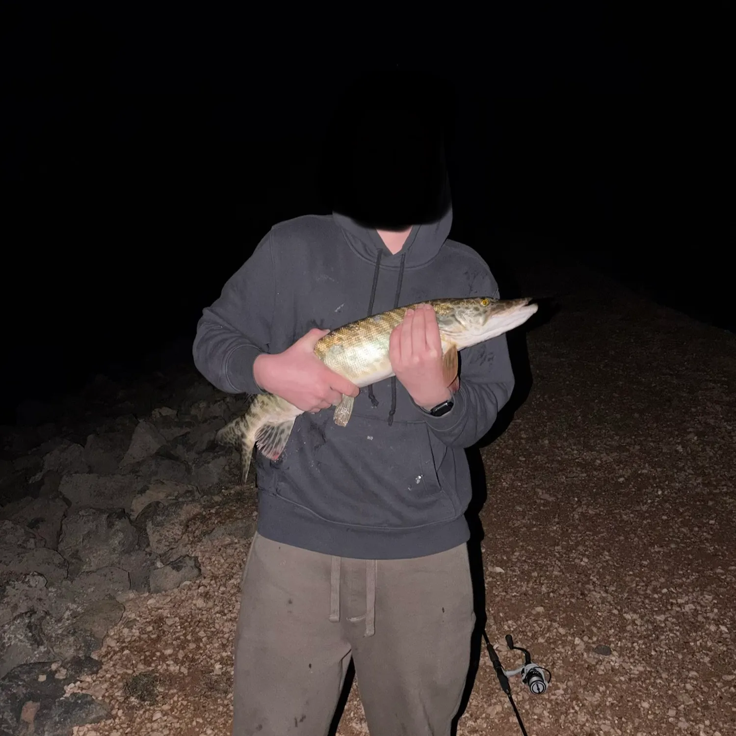 The most recent Tiger muskie catches on Fishbrain