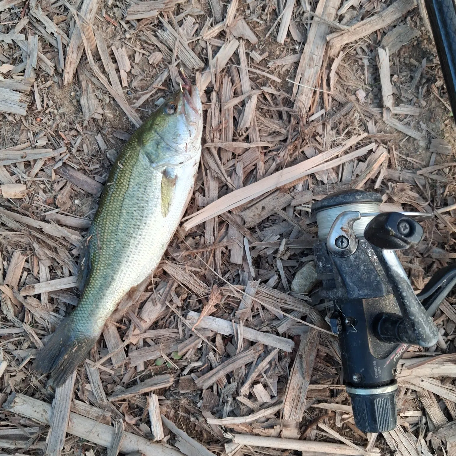 Largemouth bass caught on Fishbrain