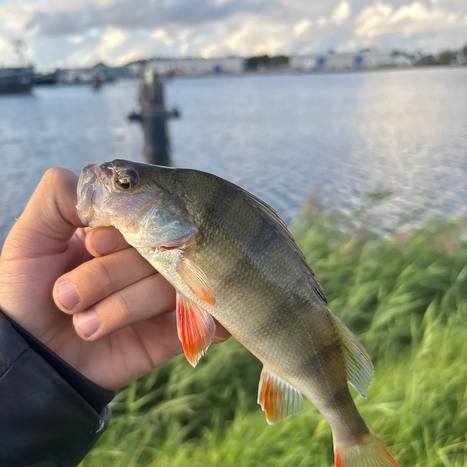 European perch caught on Fishbrain