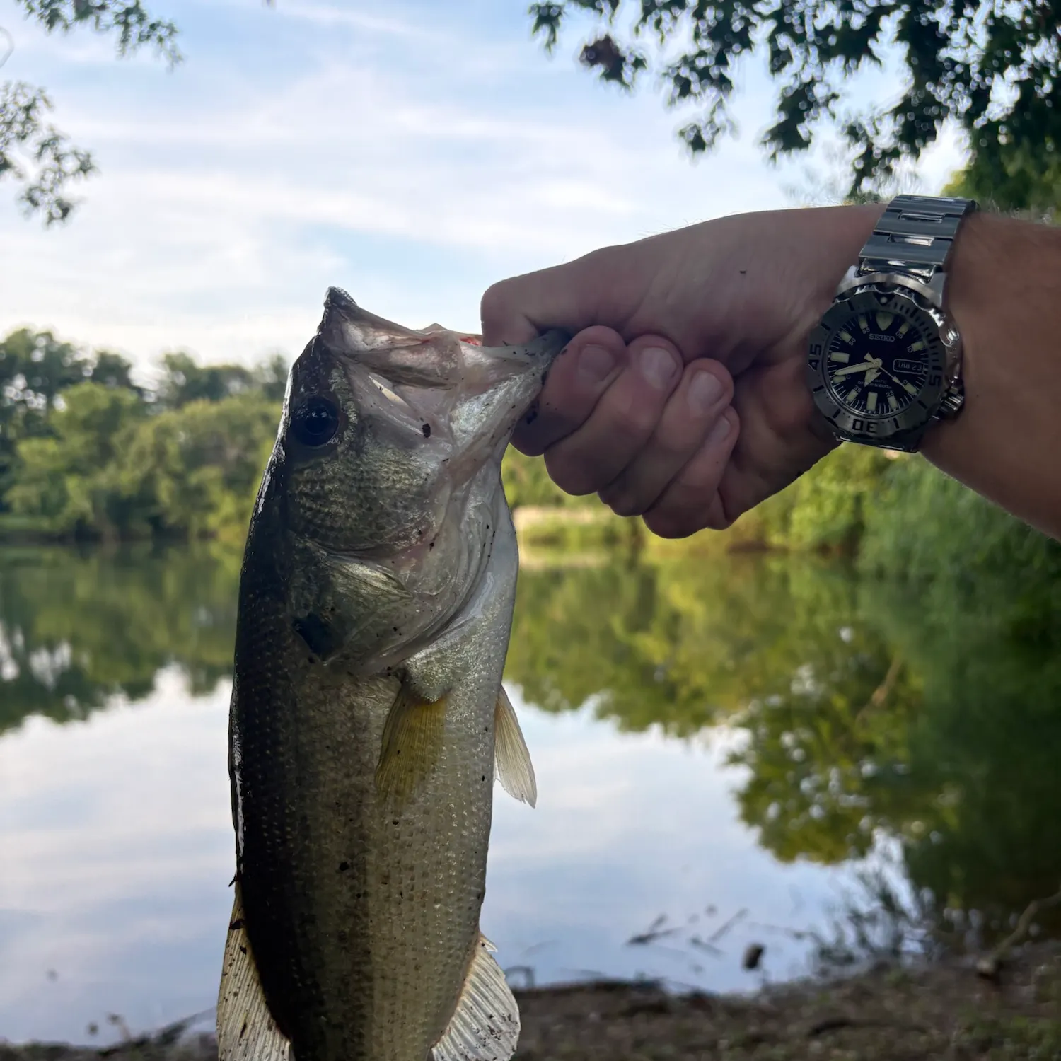 Largemouth bass caught on Fishbrain