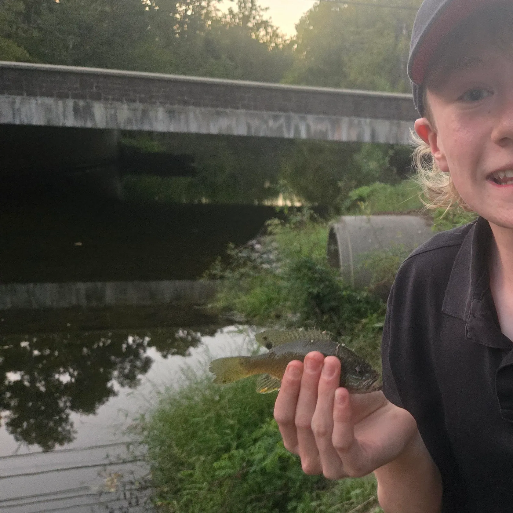 Bluegill caught on Fishbrain
