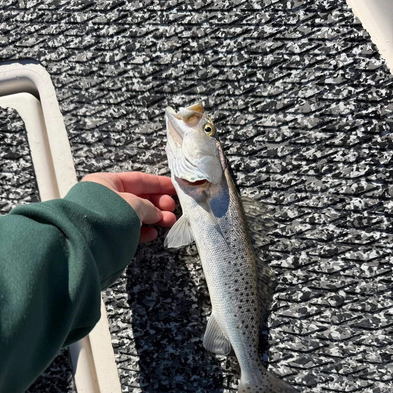 The most recent Spotted seatrout catches on Fishbrain
