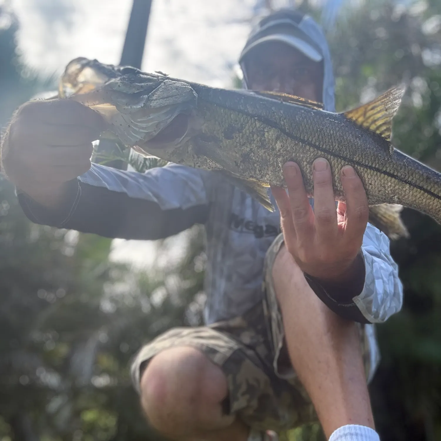 Common snook caught on Fishbrain