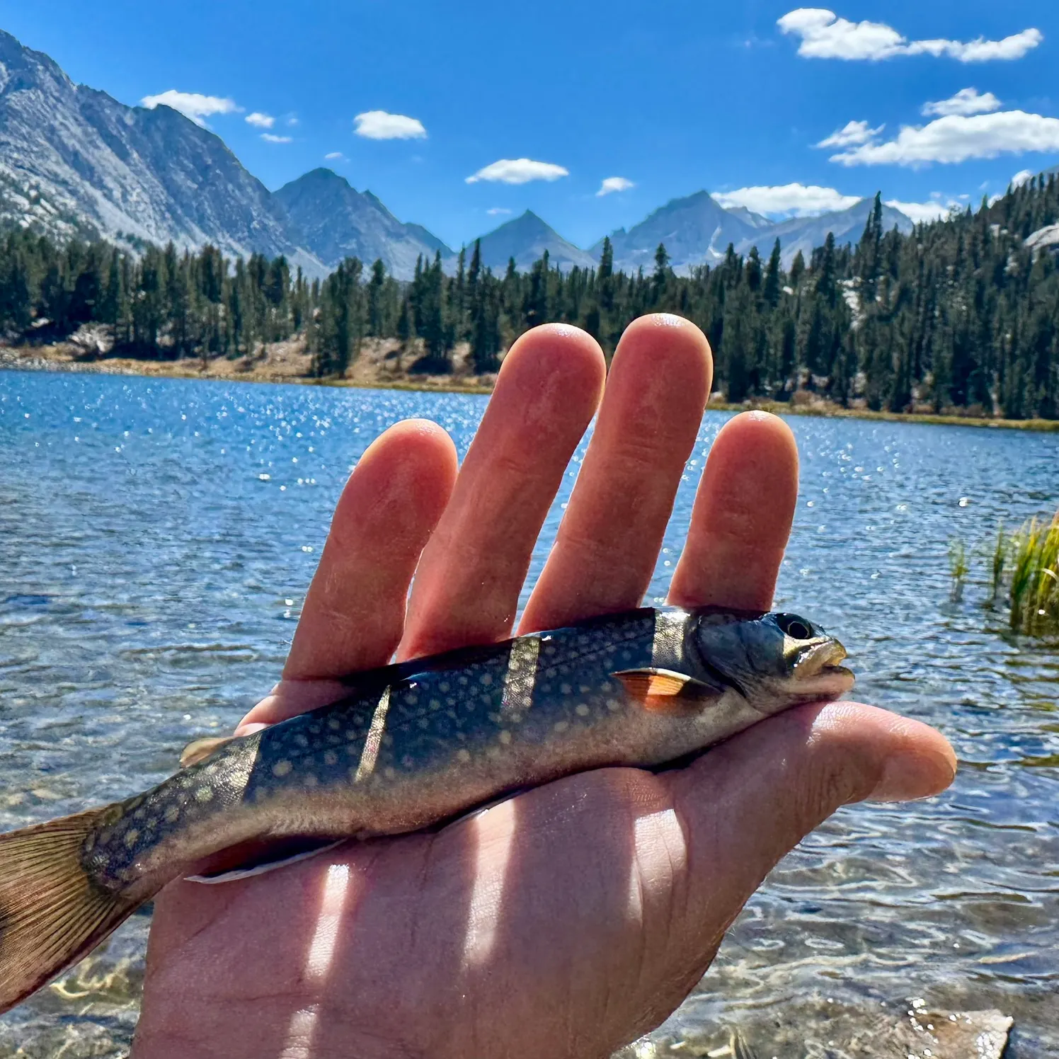 Brook trout caught on Fishbrain