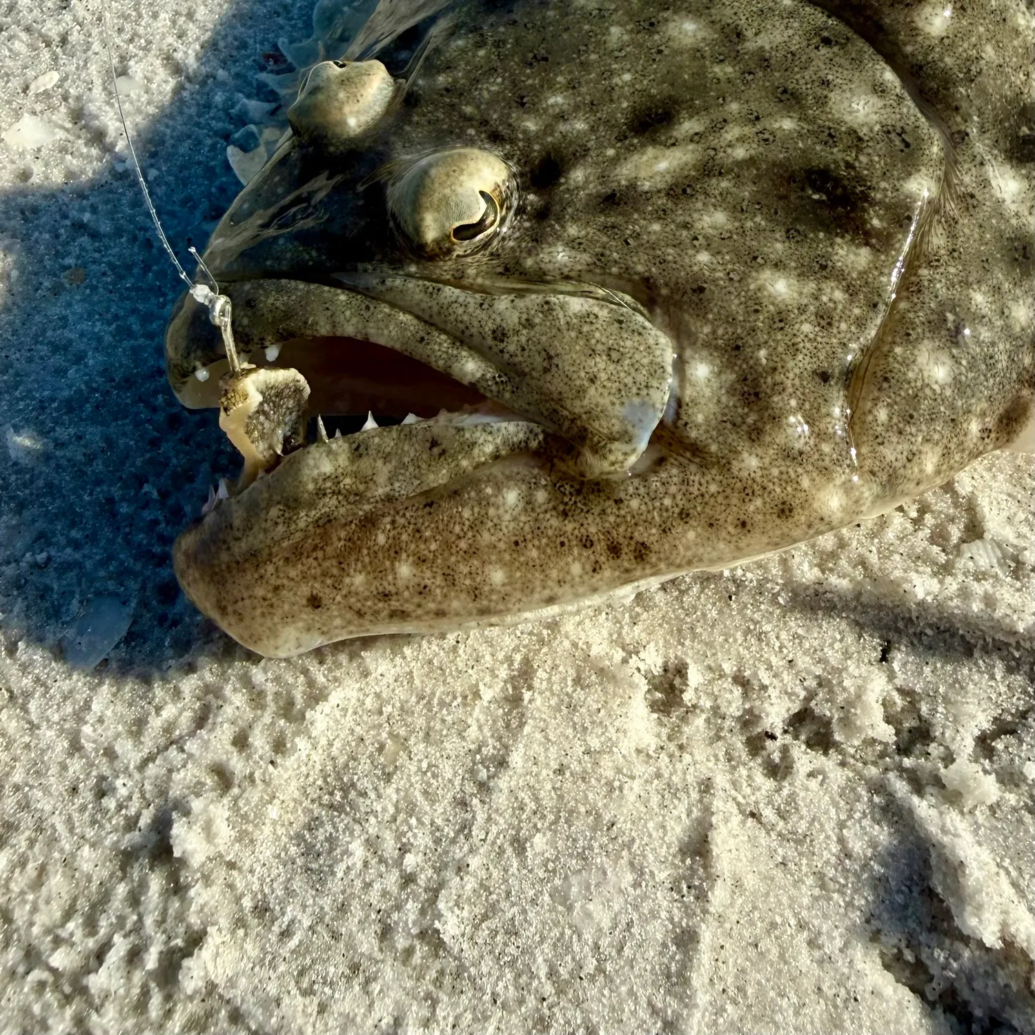 The most recent Summer flounder catches on Fishbrain