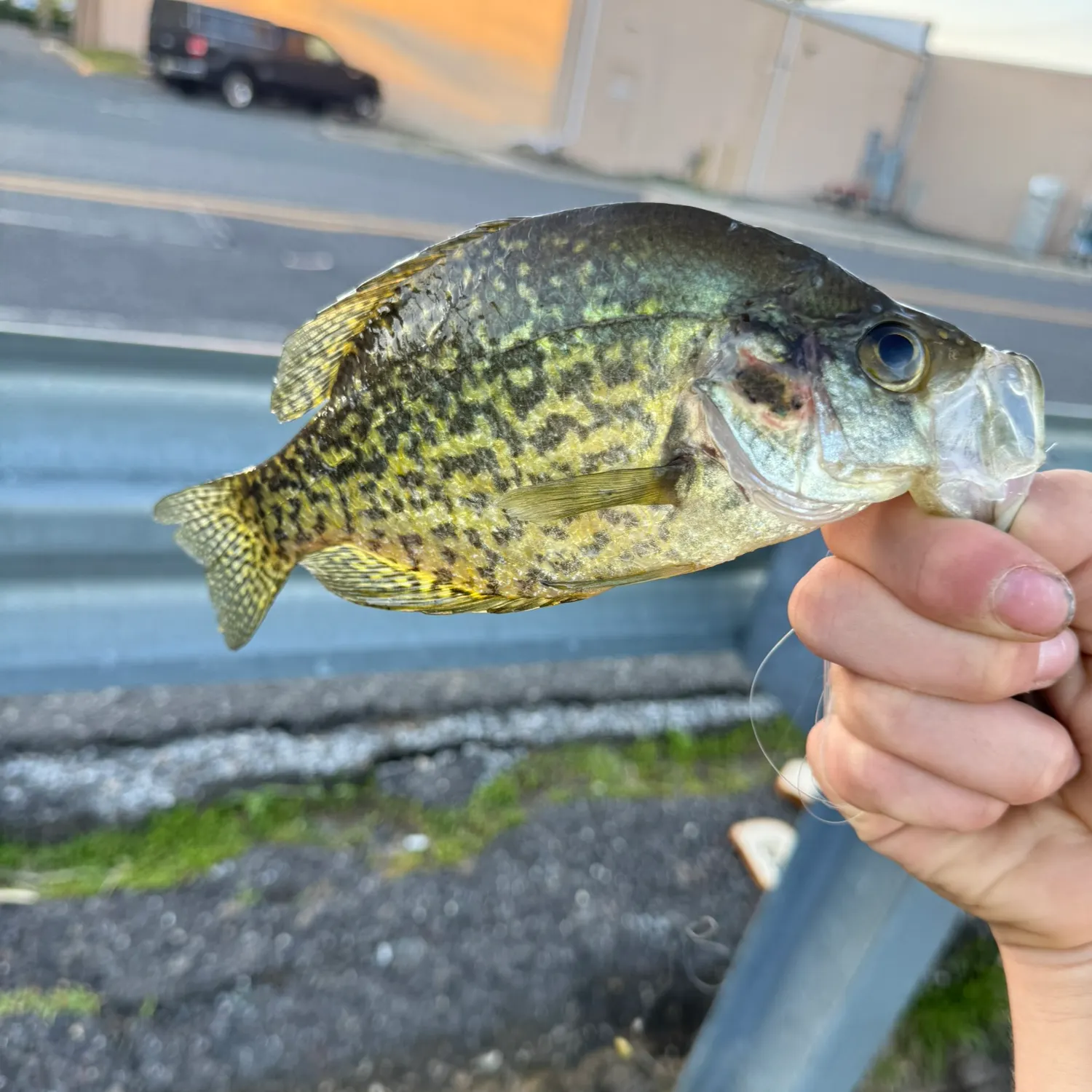 catch