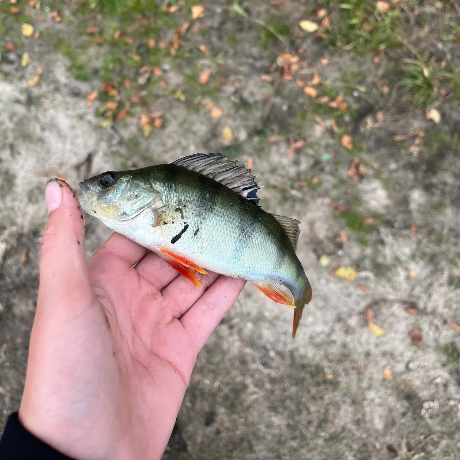 European perch caught on Fishbrain