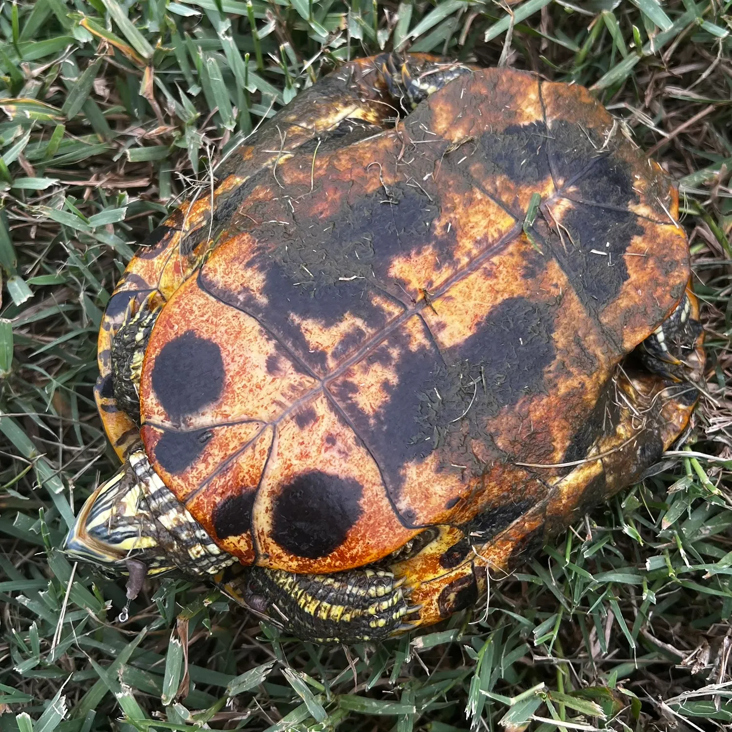 The most recent River cooter turtle catches on Fishbrain