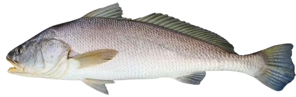 Scaly jewfish
