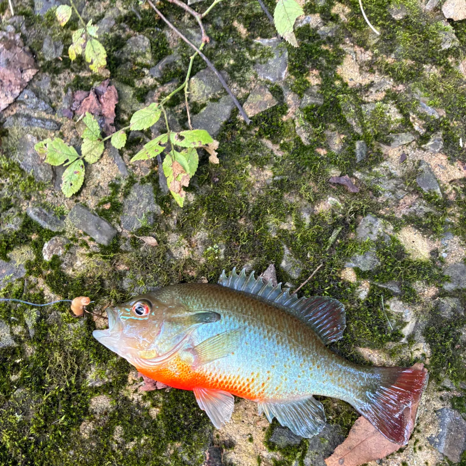 Redbreast sunfish caught on Fishbrain