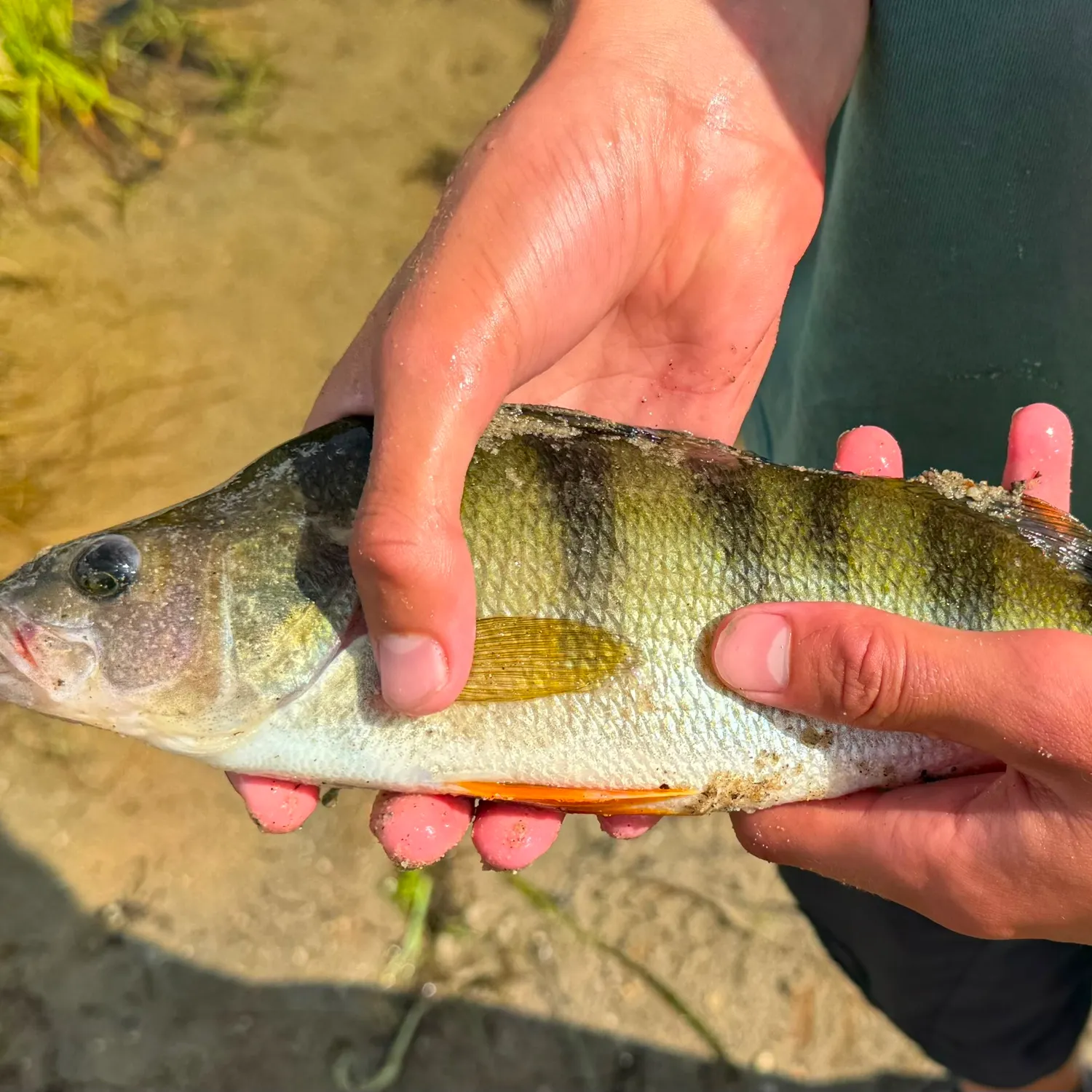 European perch caught on Fishbrain