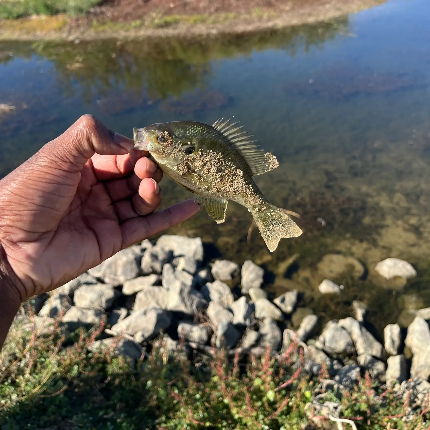 Bluegill caught on Fishbrain