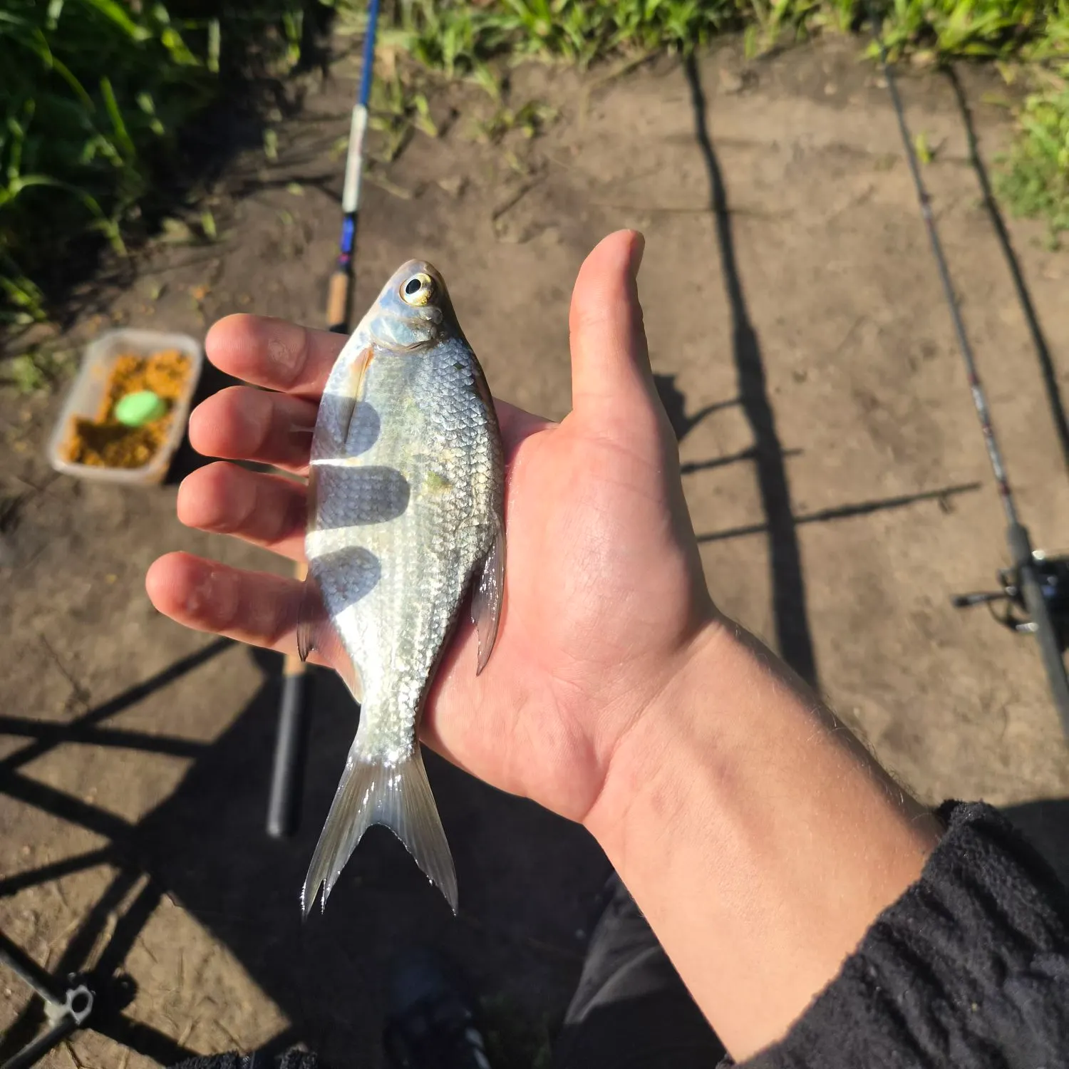 Common bream caught on Fishbrain