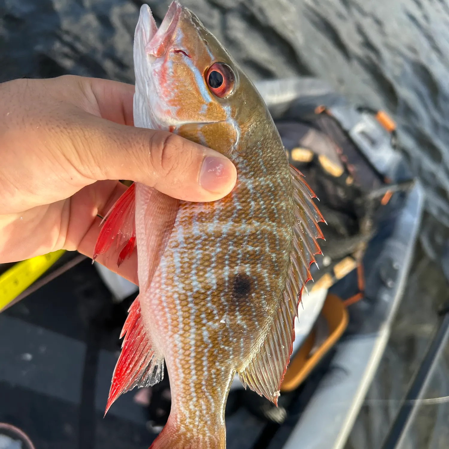 The most recent Mutton snapper catches on Fishbrain
