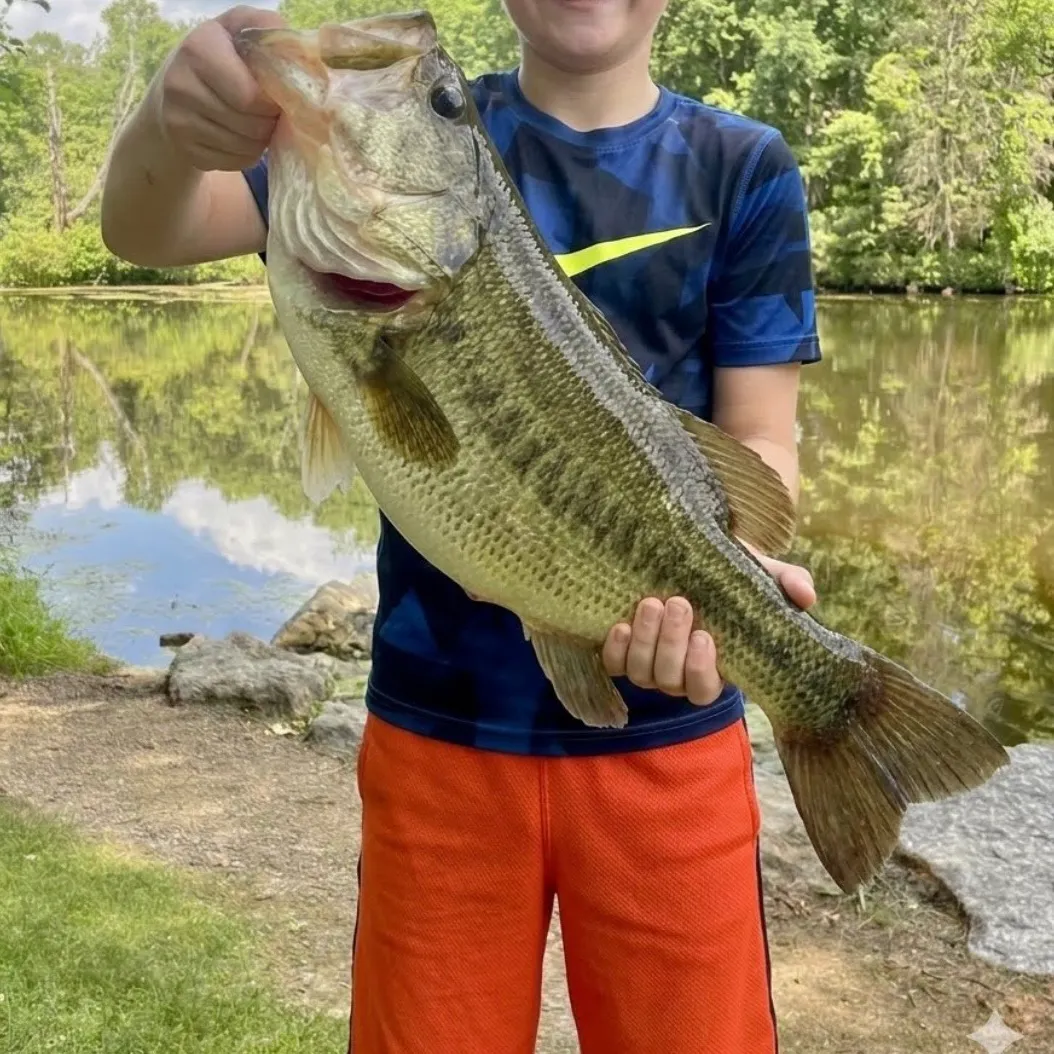 Largemouth bass caught on Fishbrain