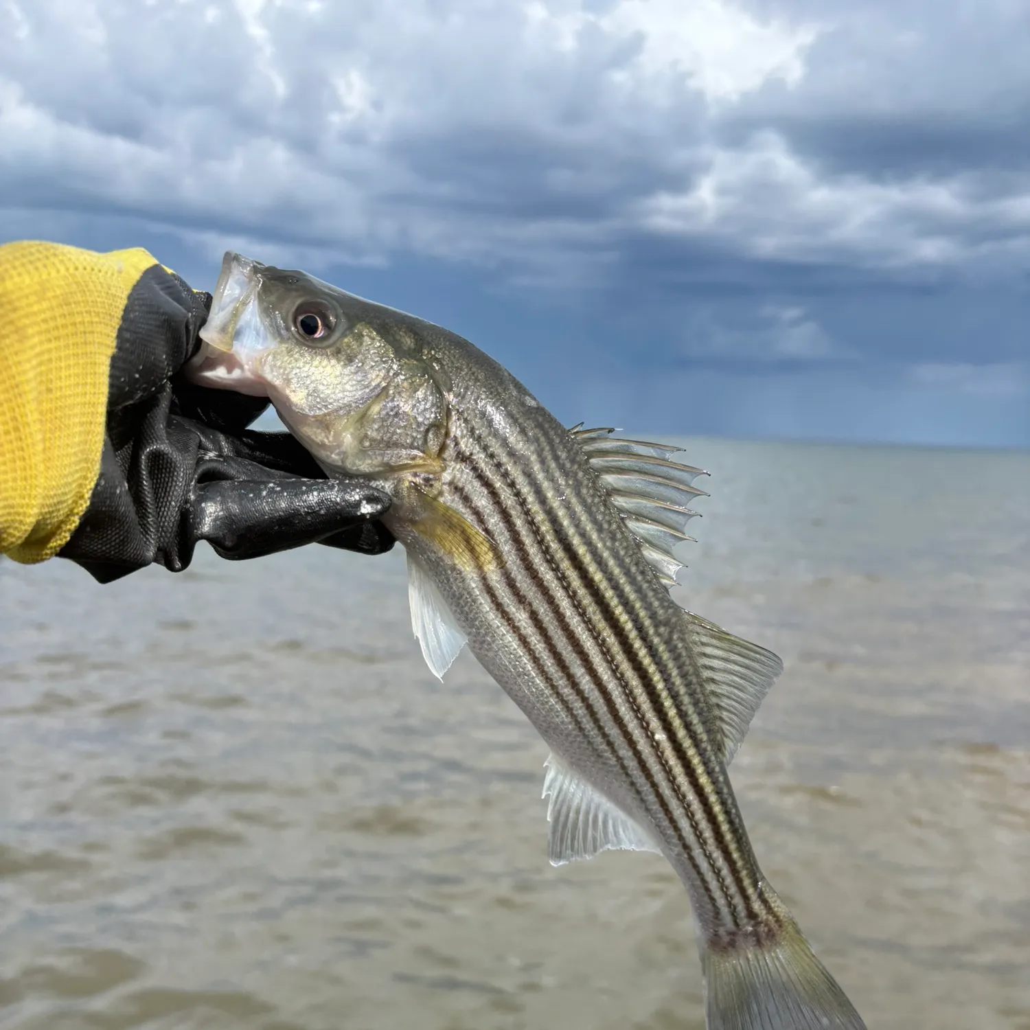 Striped bass caught on Fishbrain