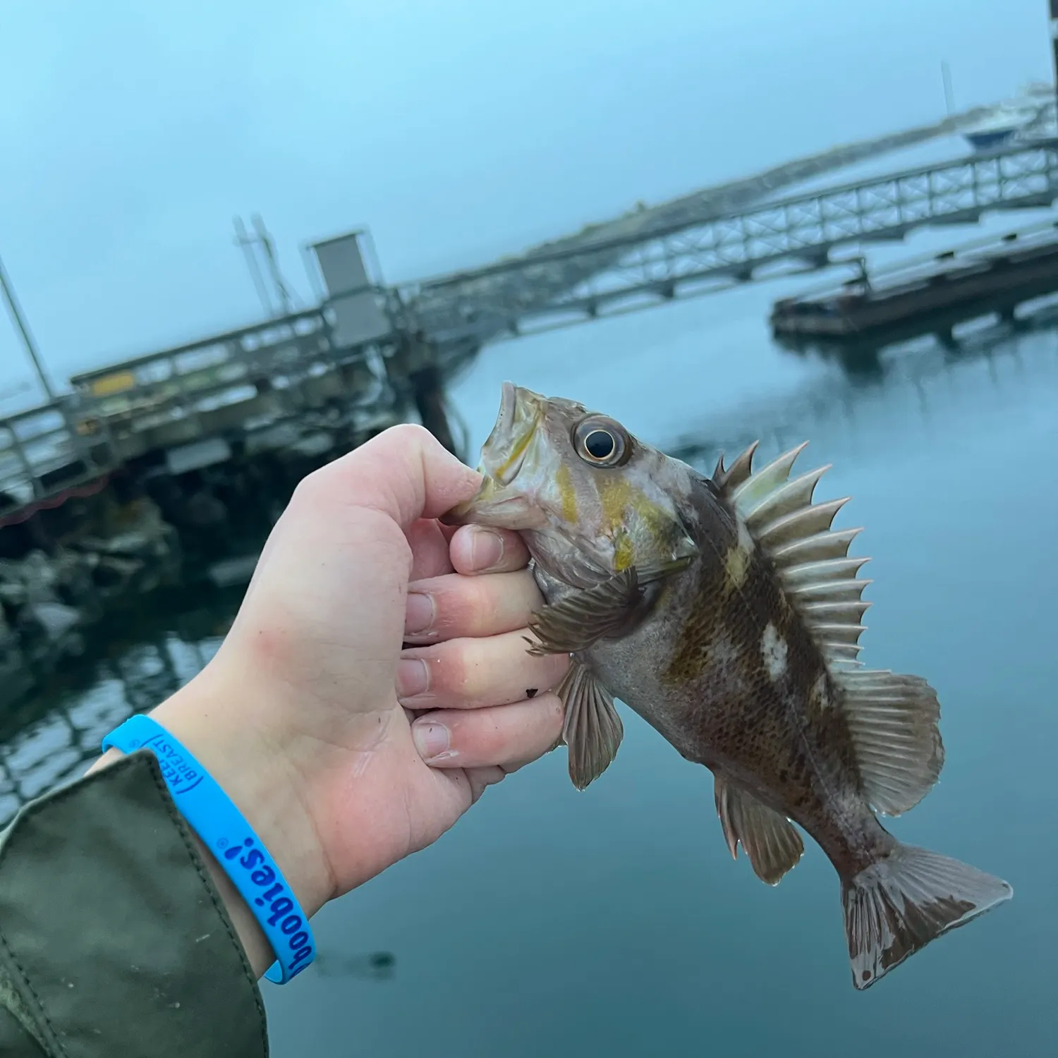 Copper rockfish caught on Fishbrain
