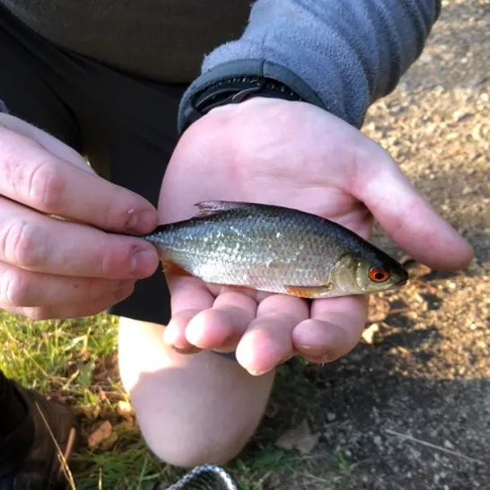 Common roach caught on Fishbrain