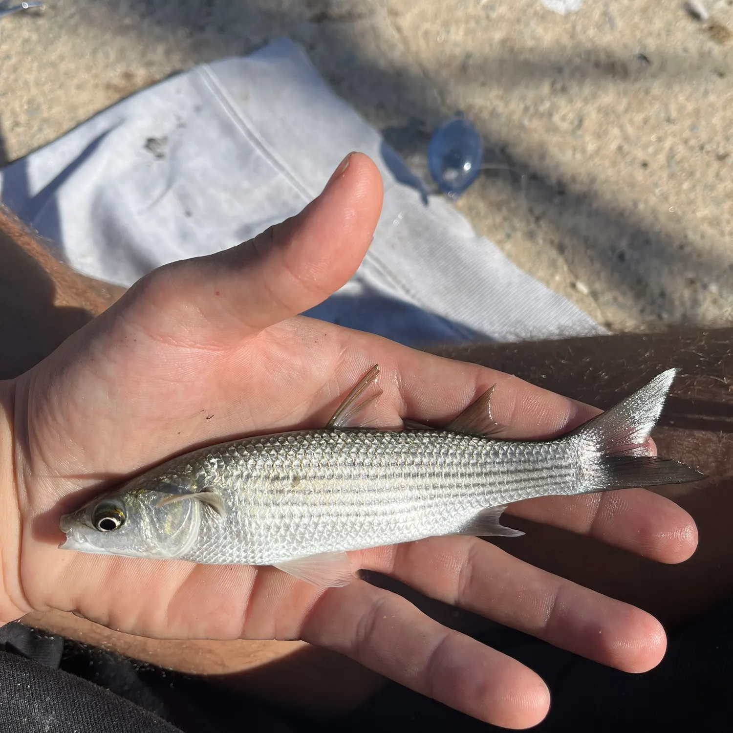 Striped mullet caught on Fishbrain