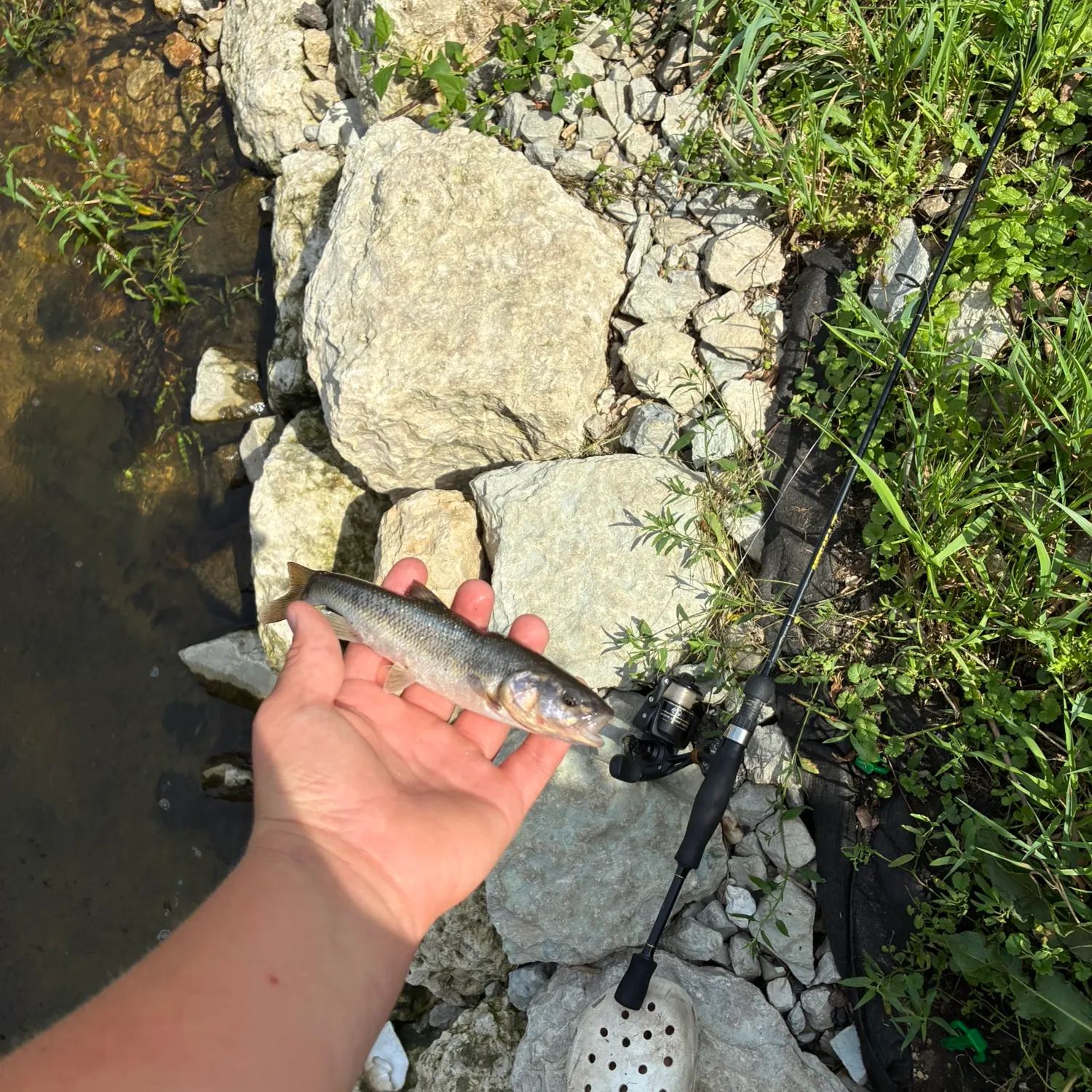 Creek chub caught on Fishbrain