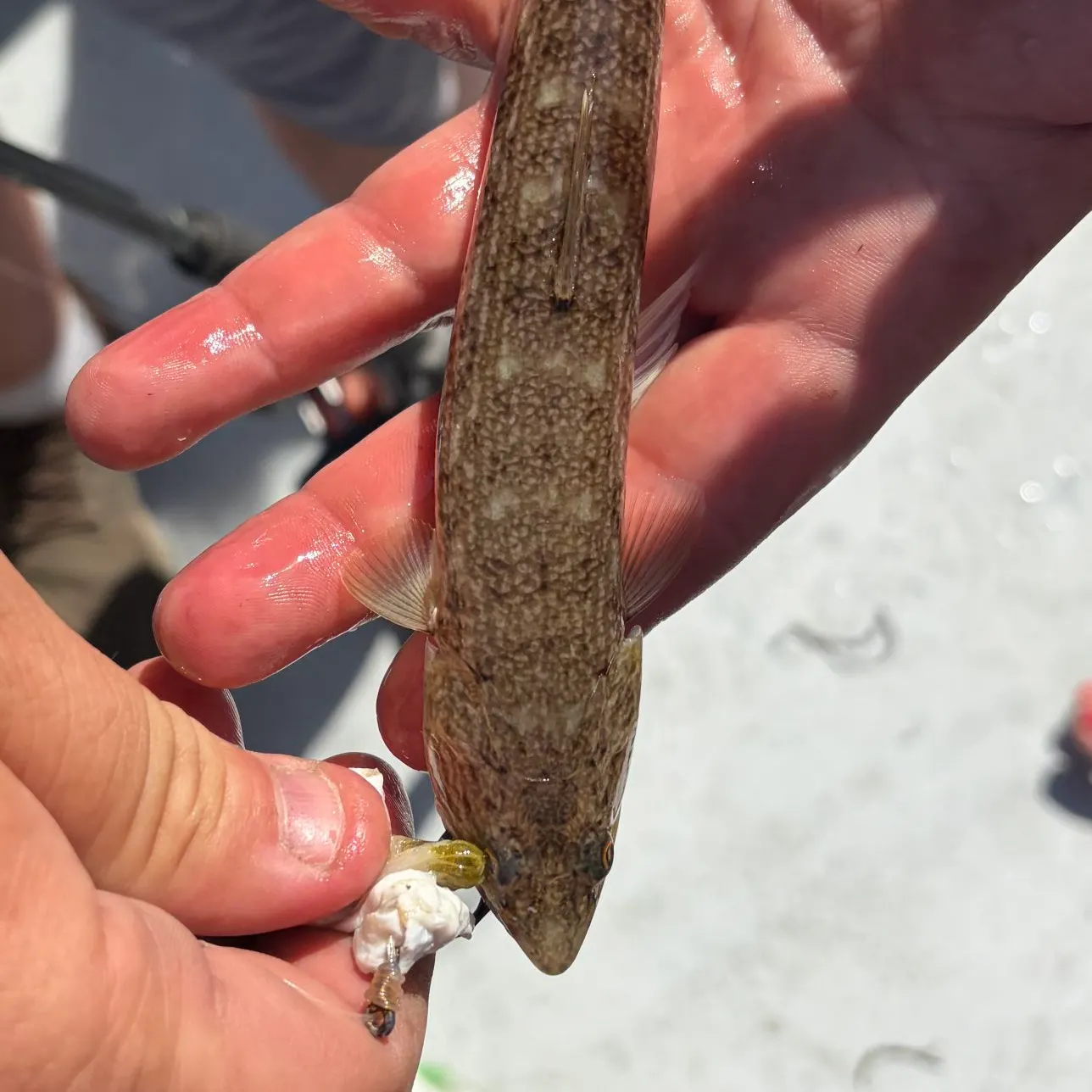 The most recent Inshore lizardfish catches on Fishbrain