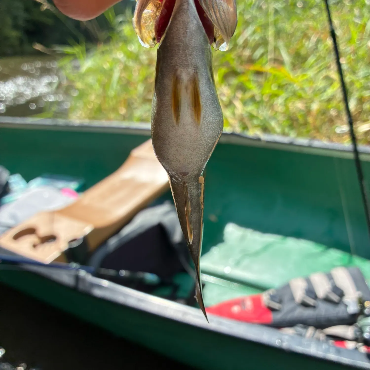 Smallmouth bass caught on Fishbrain