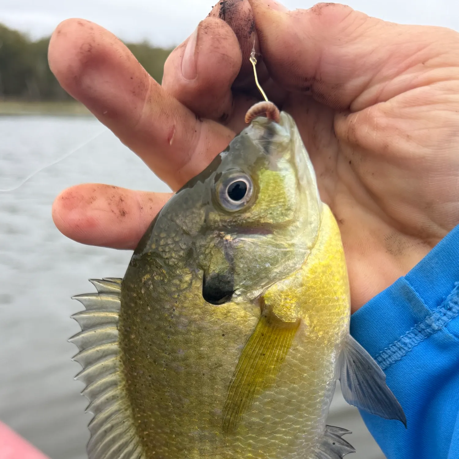 Bluegill caught on Fishbrain