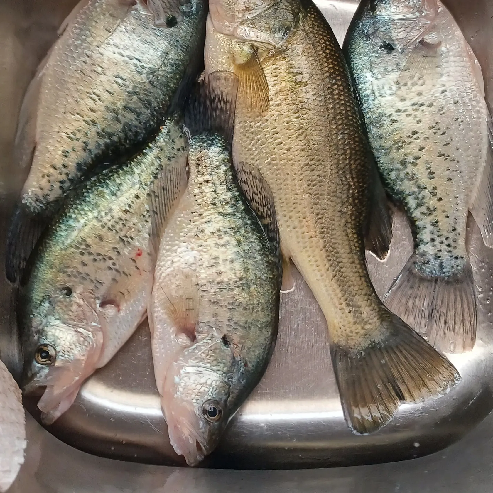 The most recent White crappie catches on Fishbrain