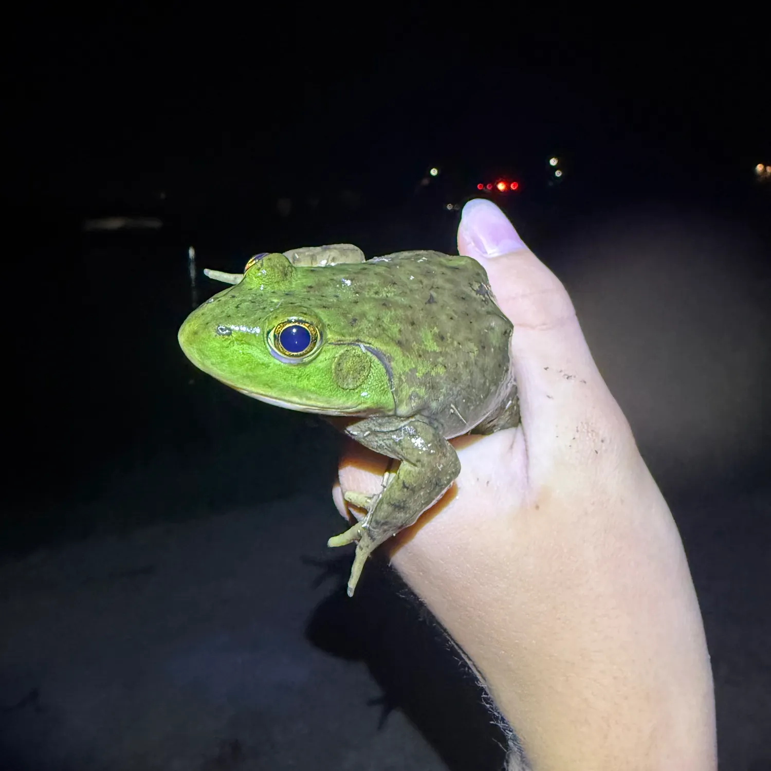 The most recent American bullfrog catches on Fishbrain