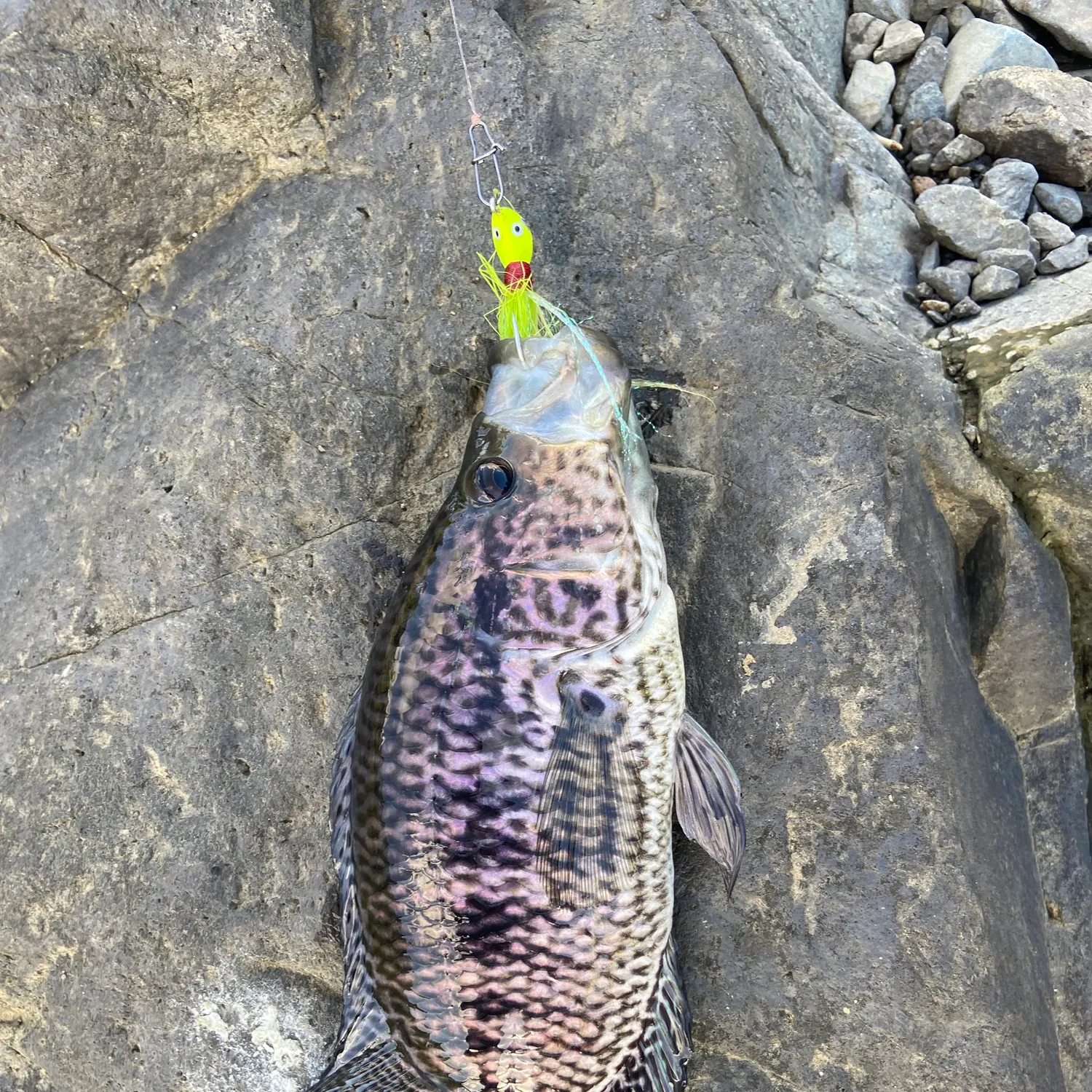 The most recent Wolf cichlid catches on Fishbrain