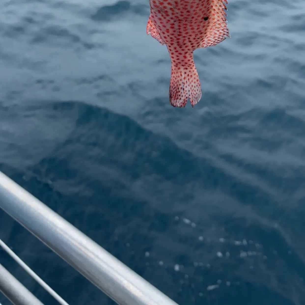 The most recent Strawberry hind catches on Fishbrain