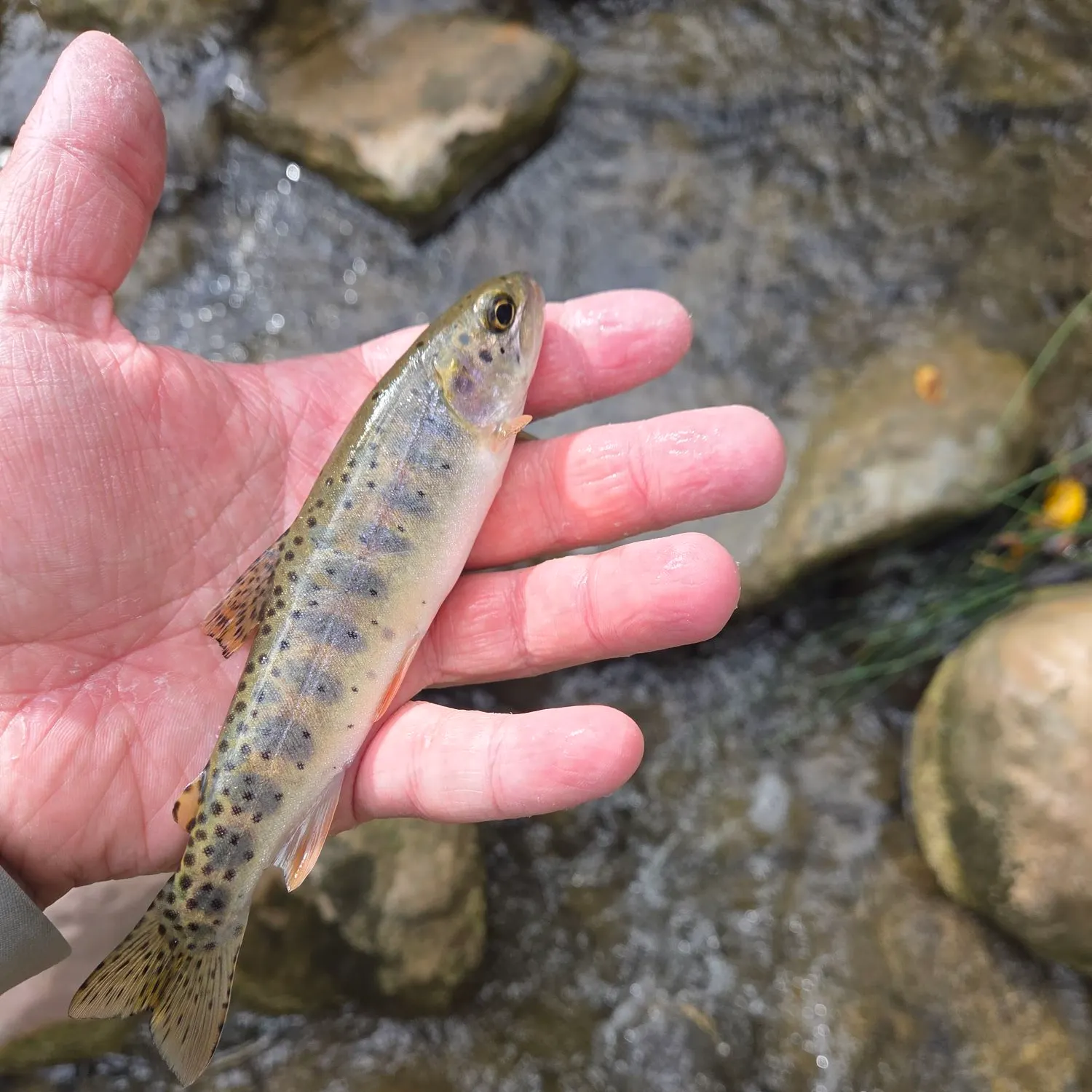 Bonneville cutthroat trout caught on Fishbrain