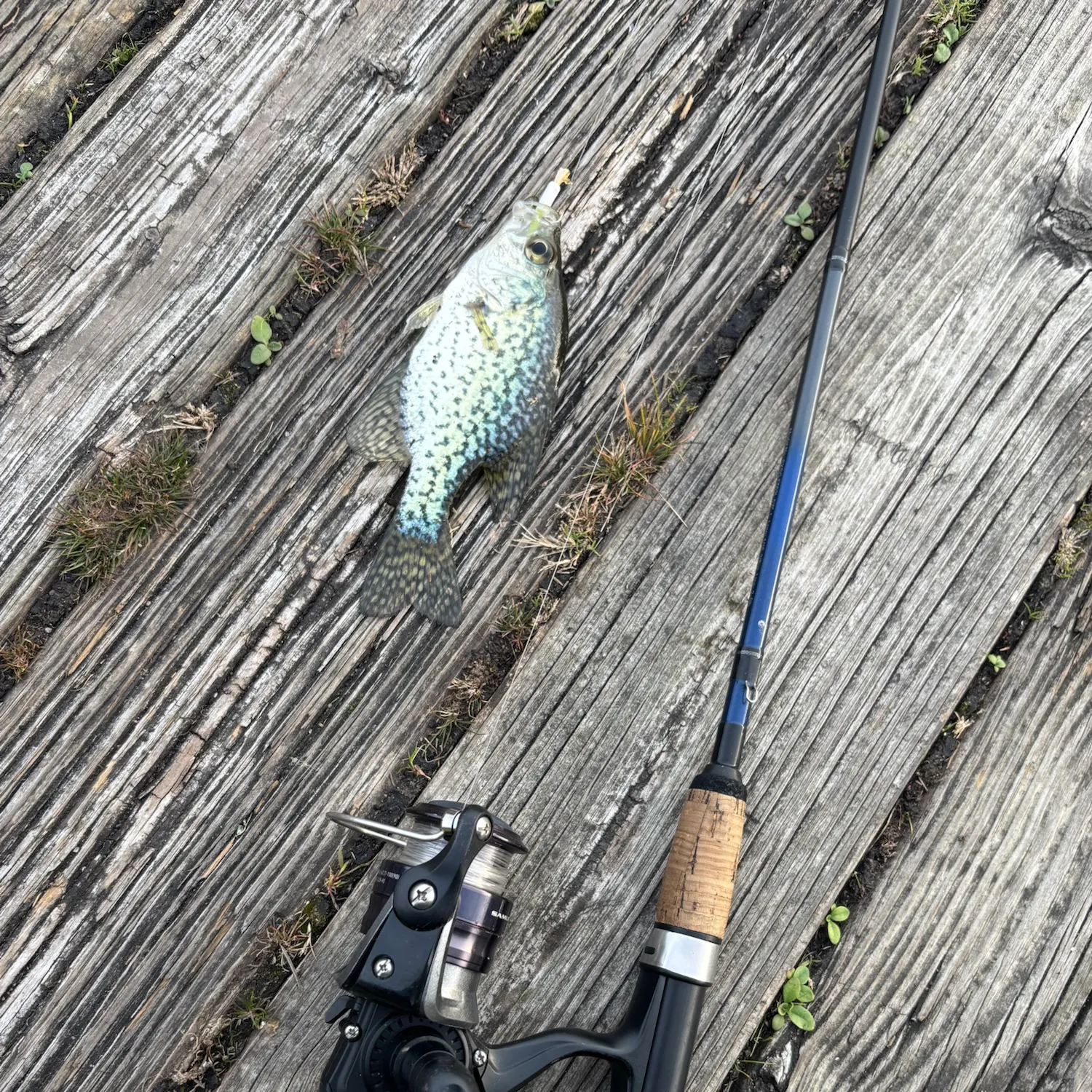 Black crappie caught on Fishbrain