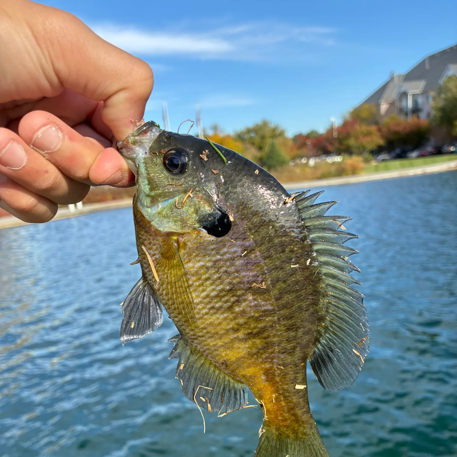 Bluegill caught on Fishbrain