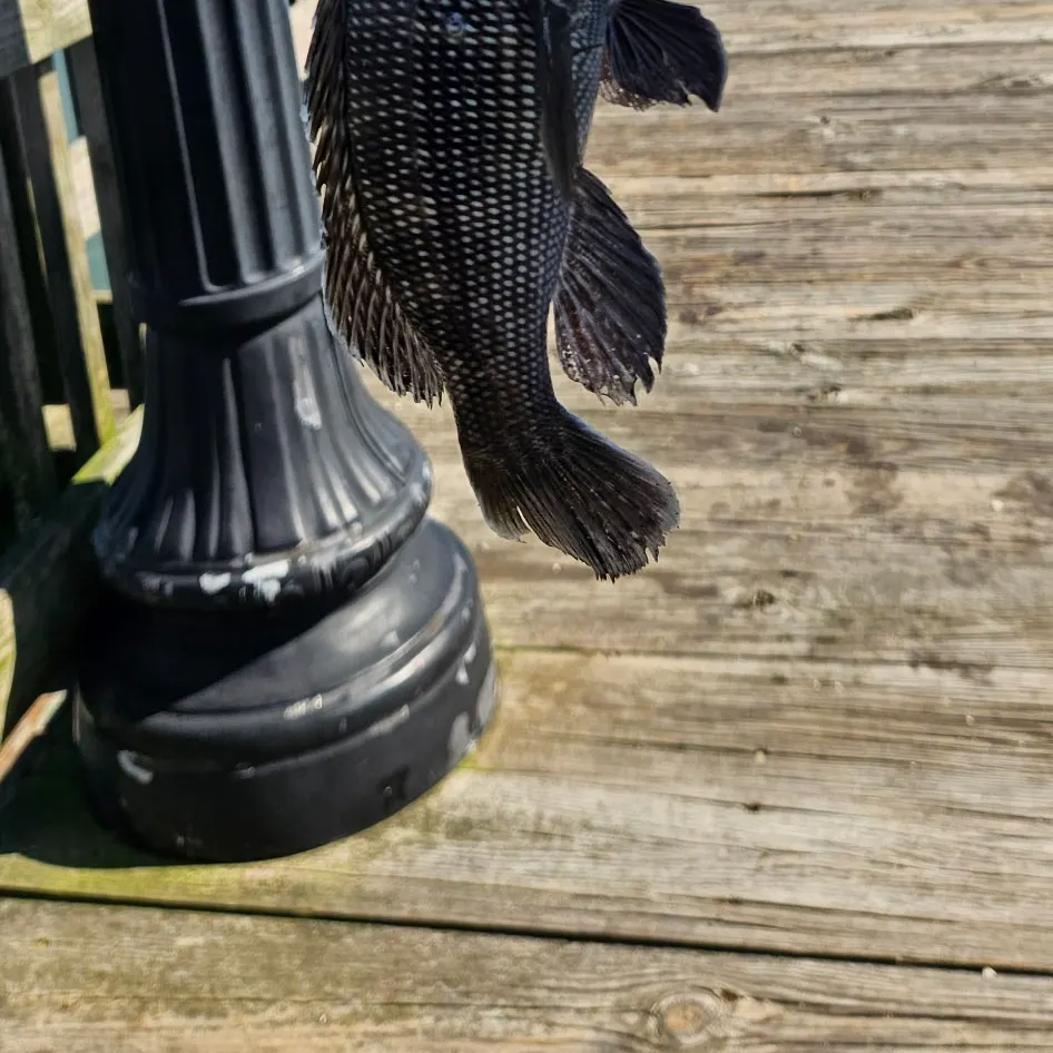 Black sea bass caught on Fishbrain