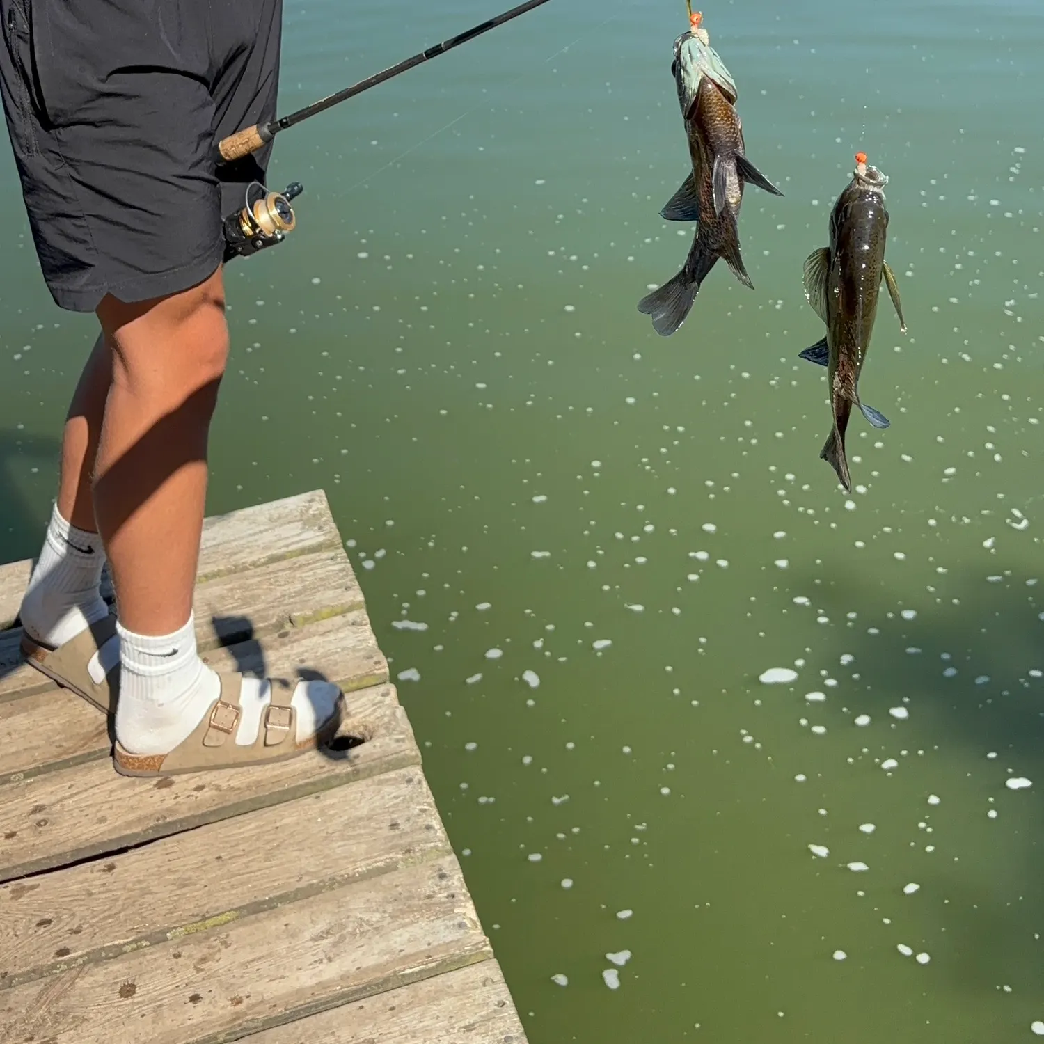 recently logged catches