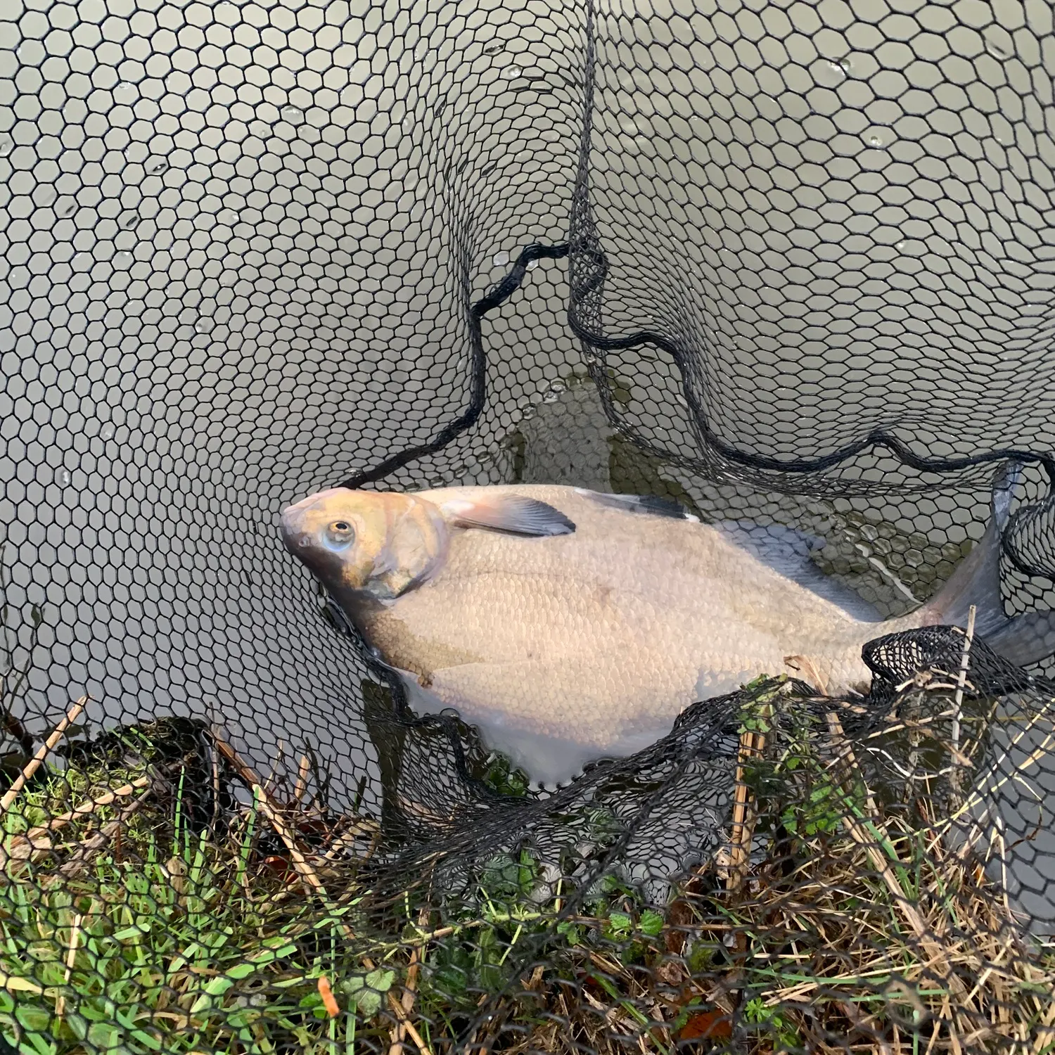 The most recent Common bream catches on Fishbrain