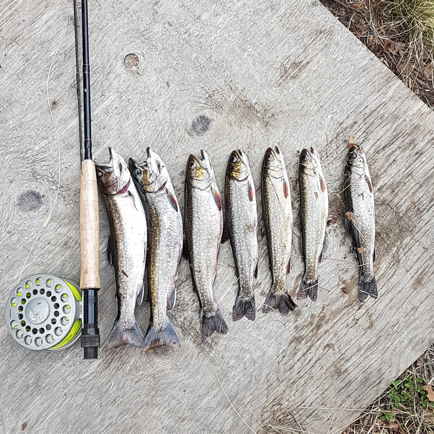 recently logged catches