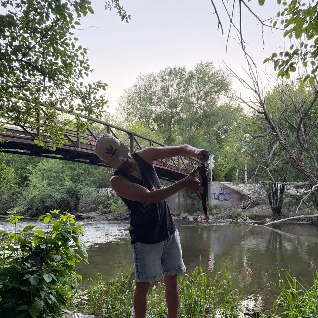 The most recent American eel catches on Fishbrain