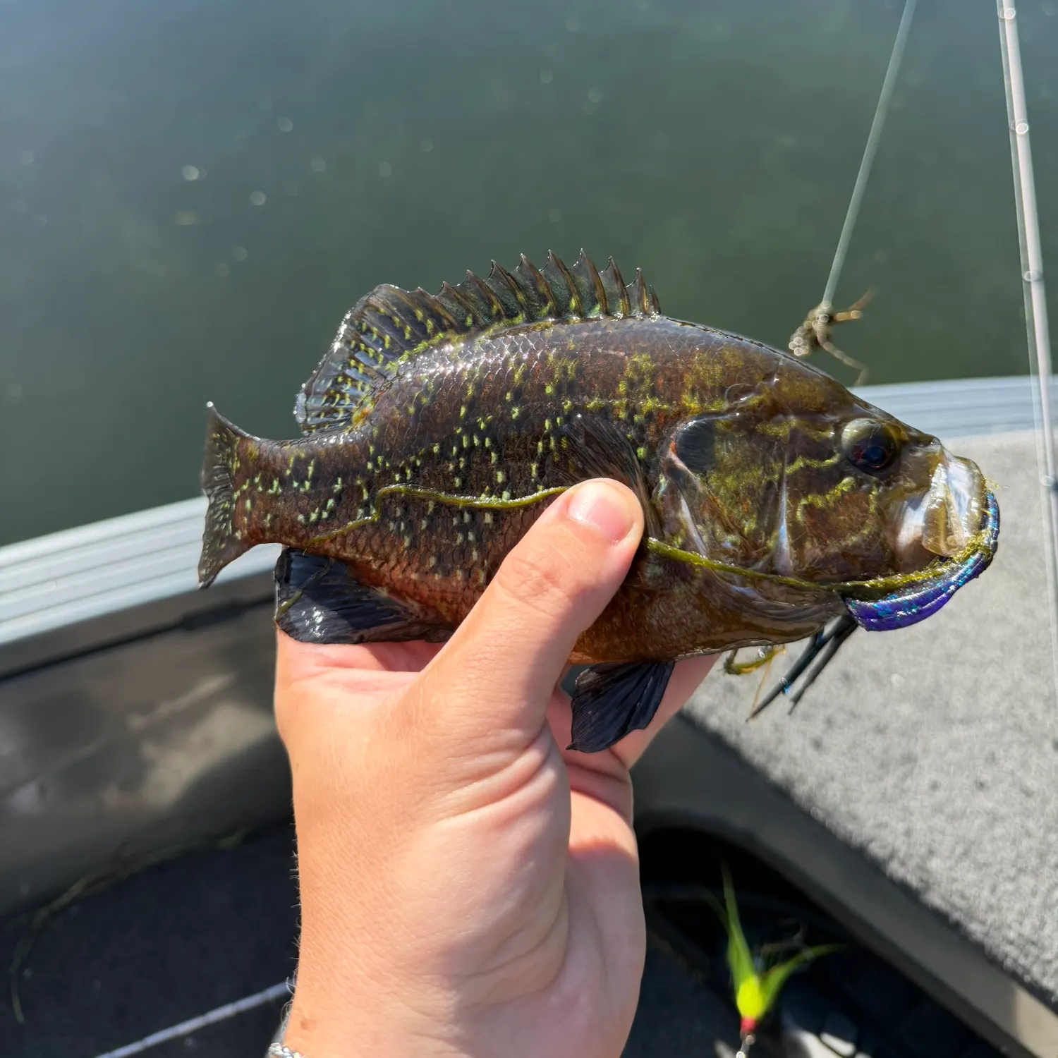 The most recent Warmouth catches on Fishbrain
