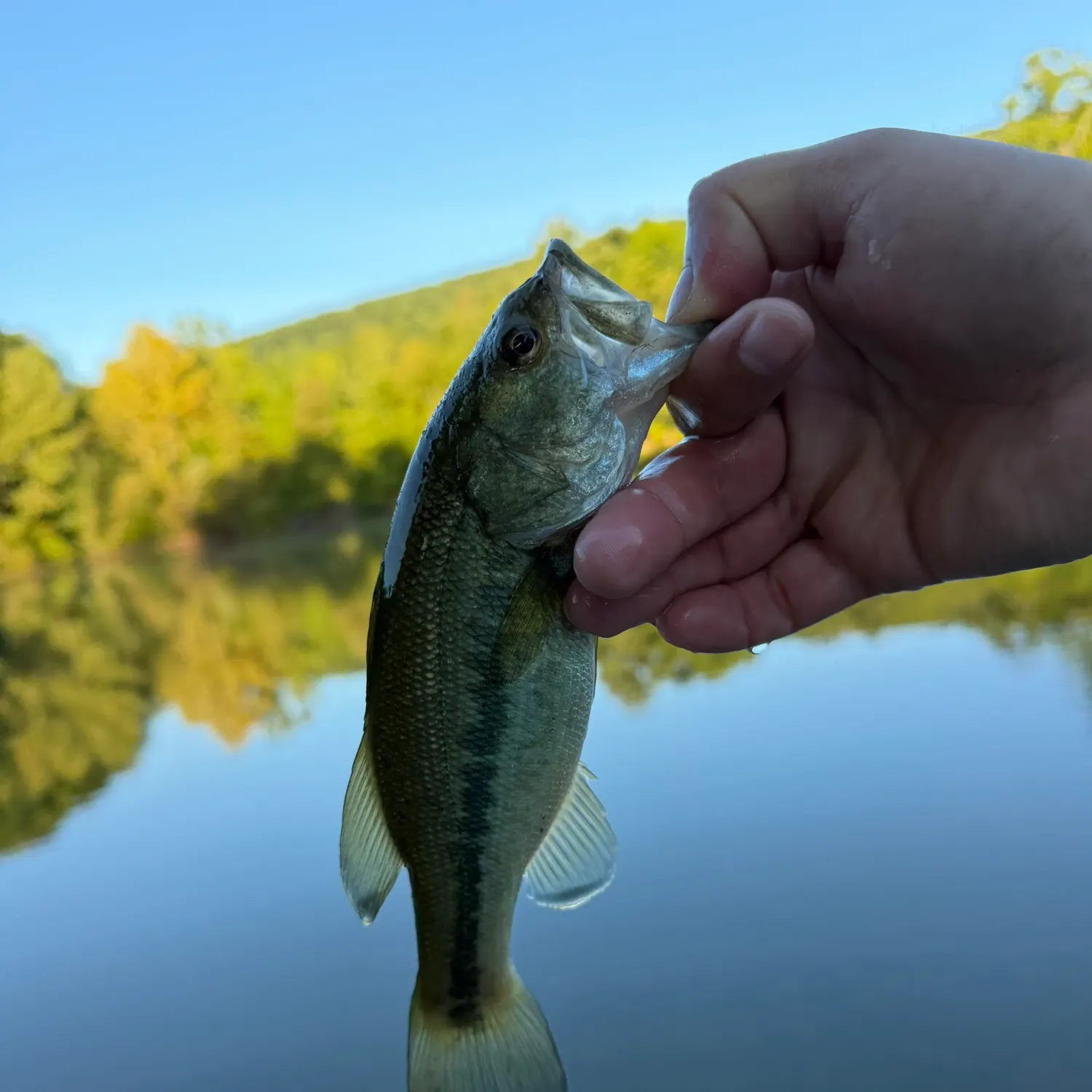 Largemouth bass caught on Fishbrain