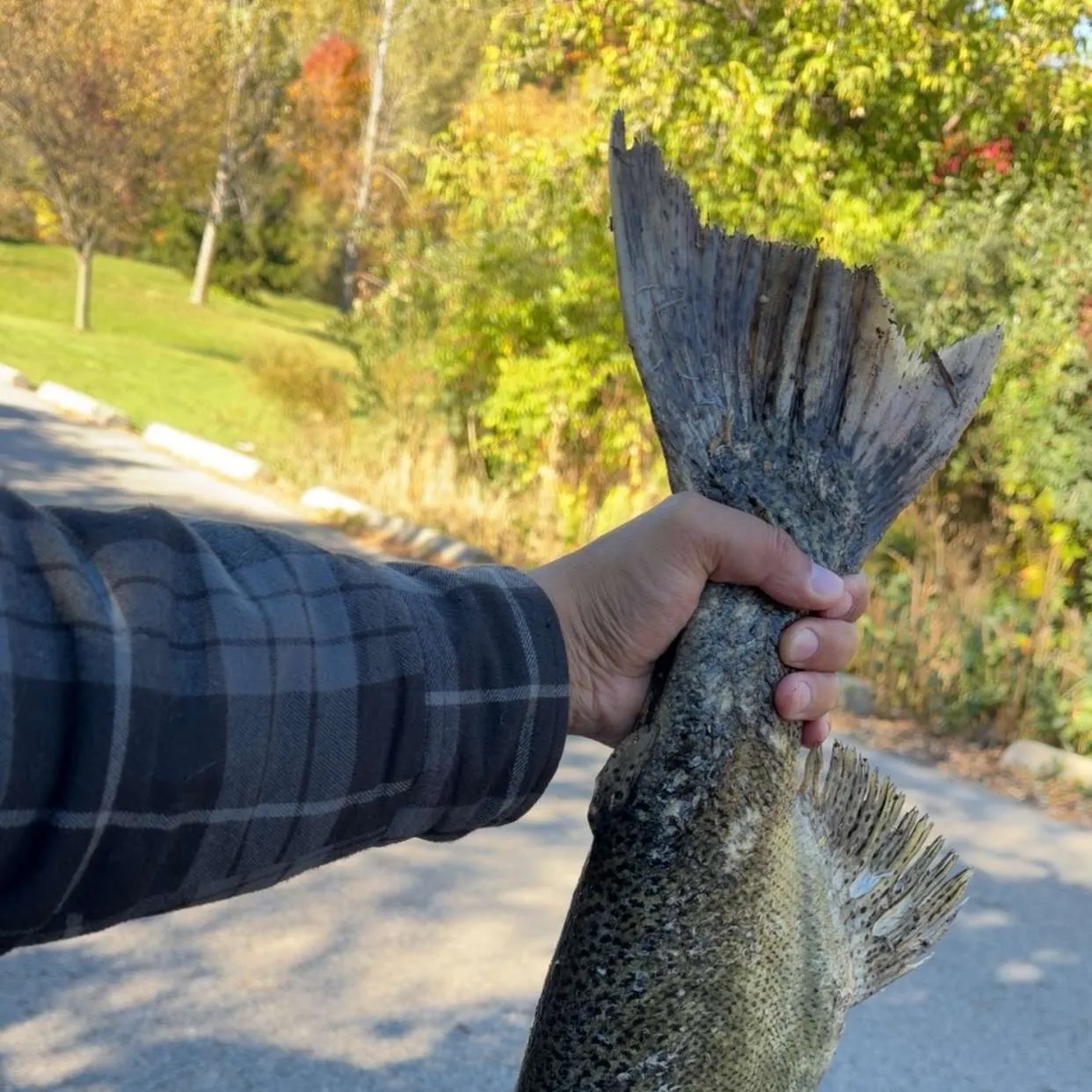 Chinook salmon caught on Fishbrain