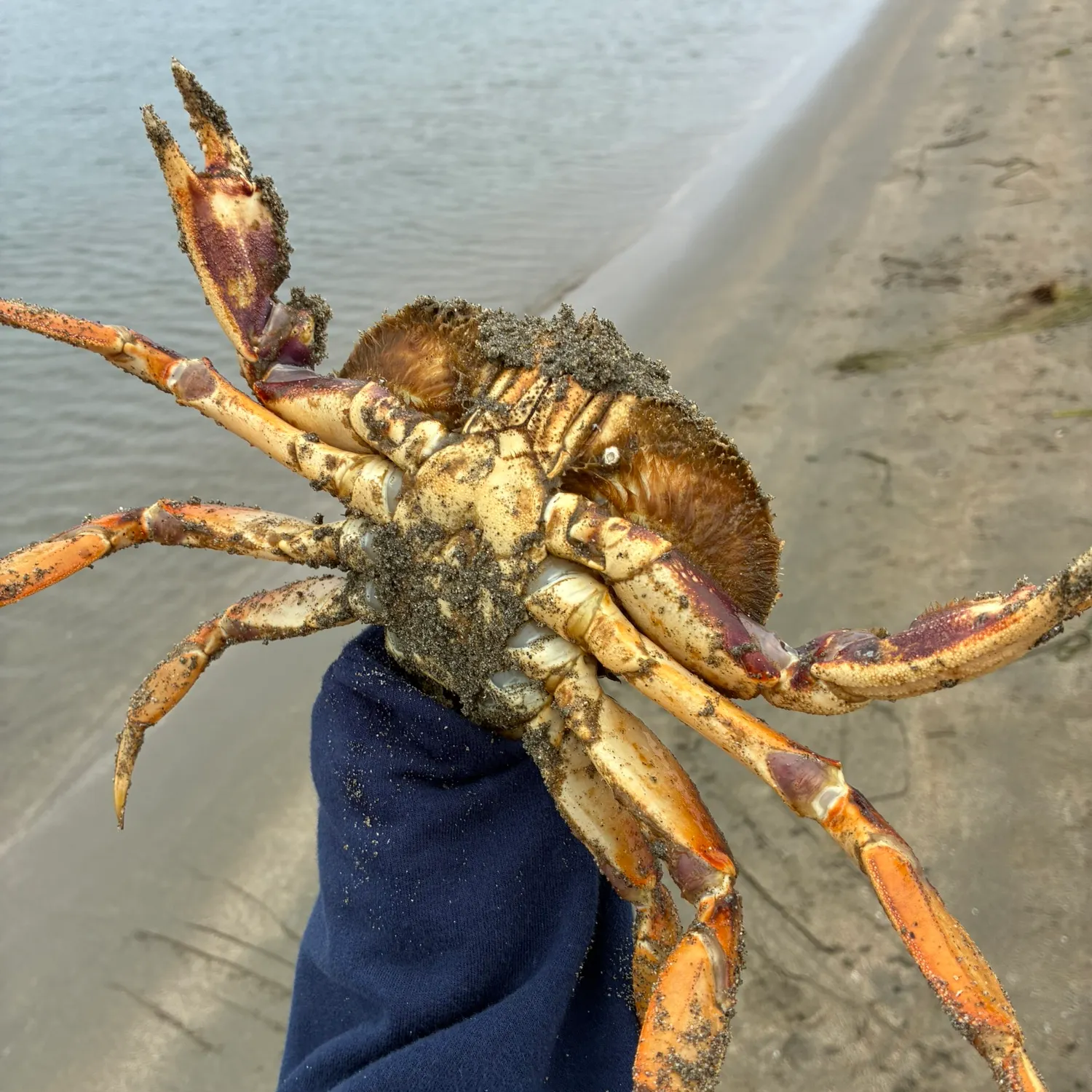 The most recent Blue king crab catches on Fishbrain