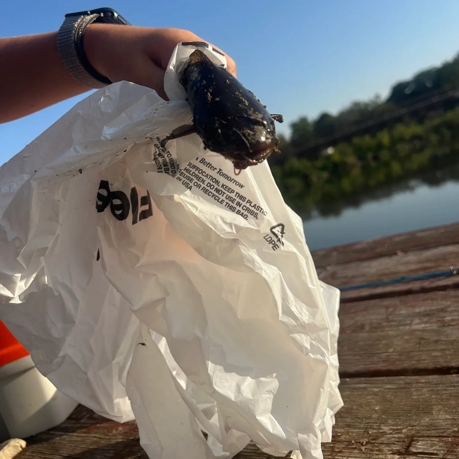 The most recent Brown bullhead catches on Fishbrain