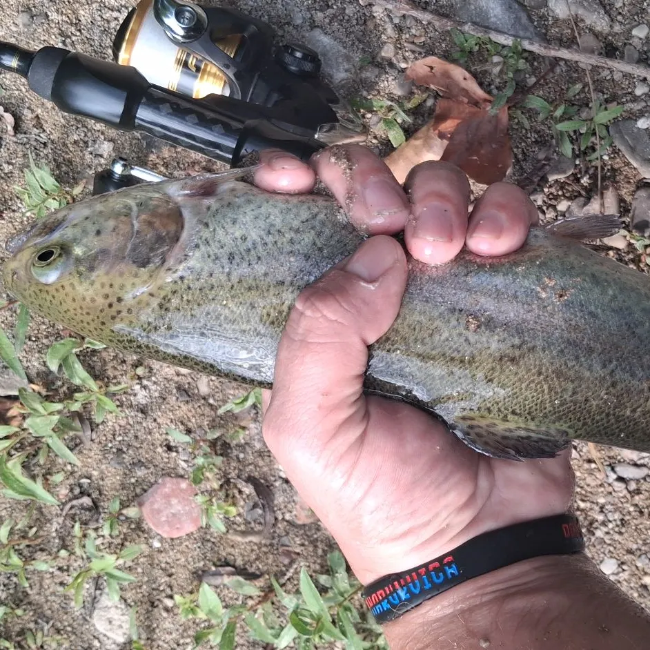 Brown trout caught on Fishbrain