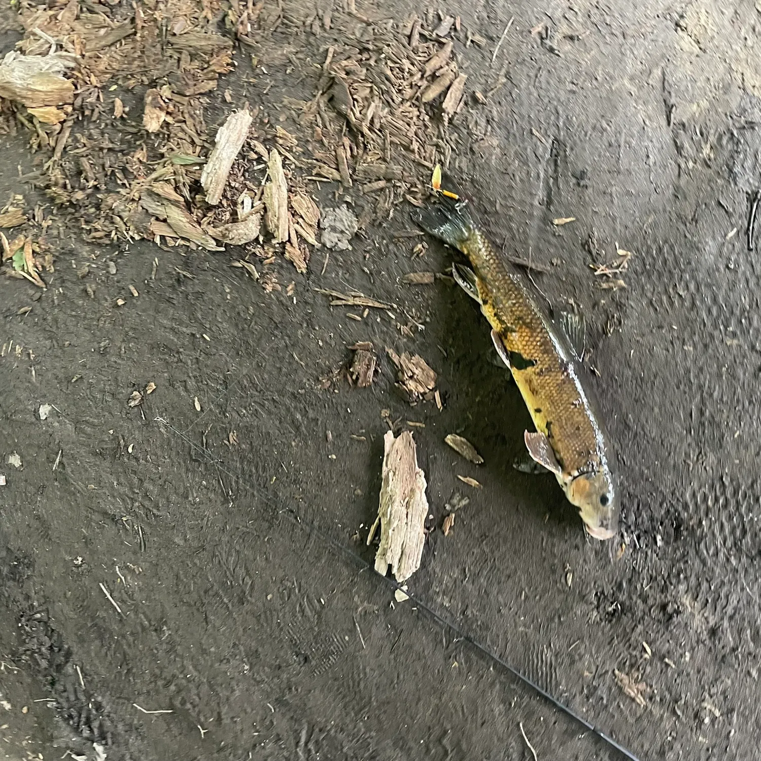 Sacramento sucker caught on Fishbrain