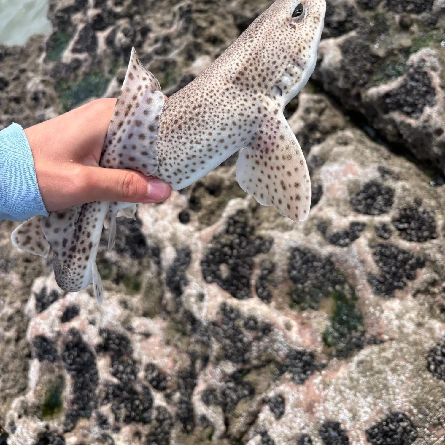 The most recent Lesser spotted dogfish catches on Fishbrain