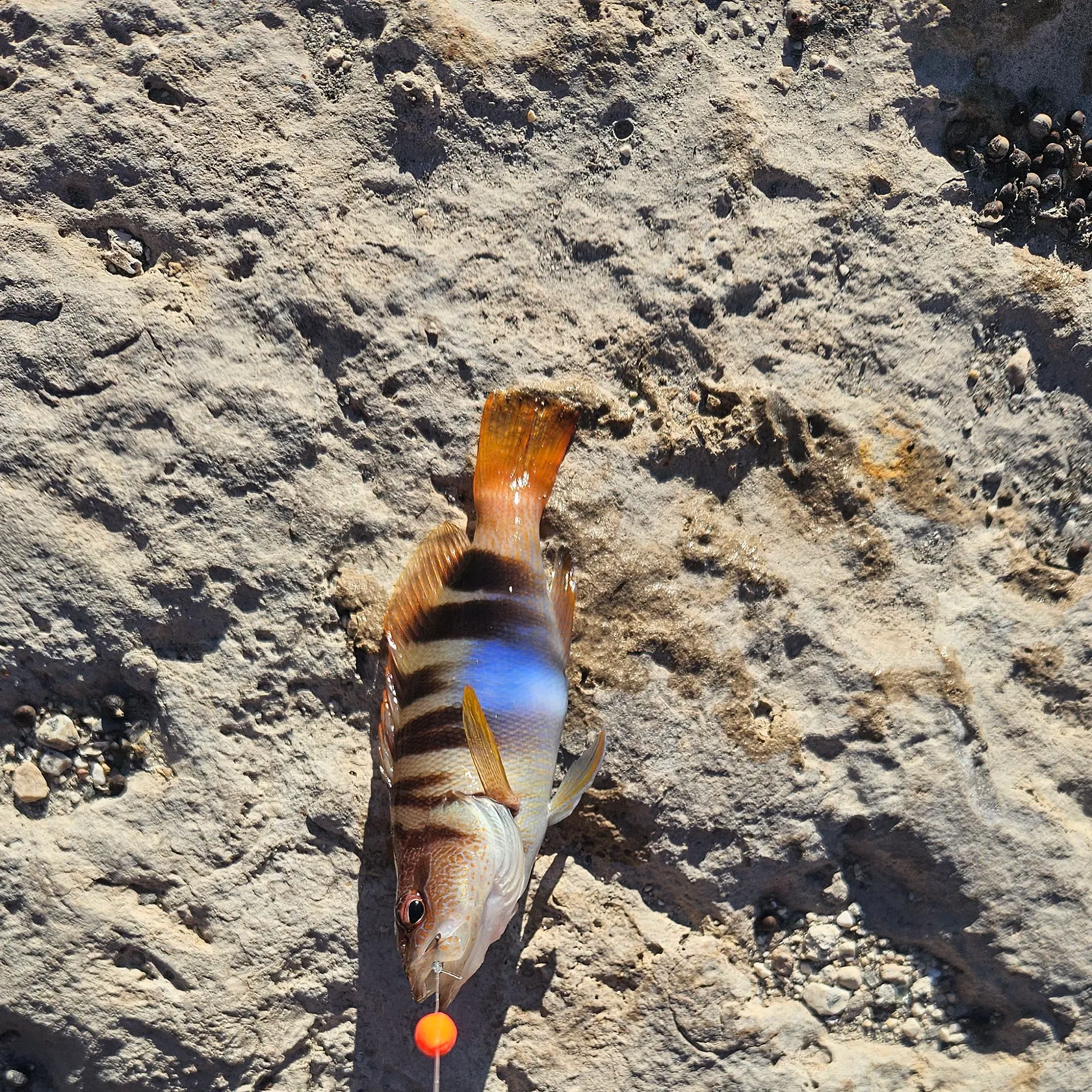 The most recent Painted comber catches on Fishbrain